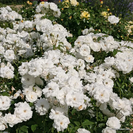 Růže Schneewitchen