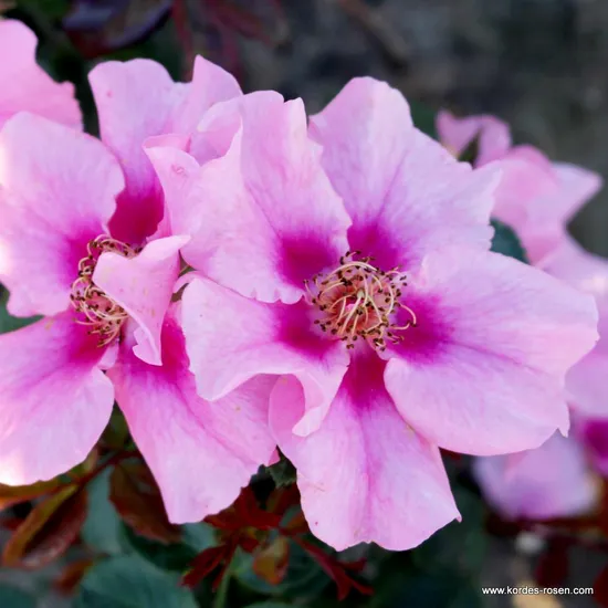 Růže SEE YOU in pink