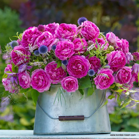 Růže Fräulein Maria