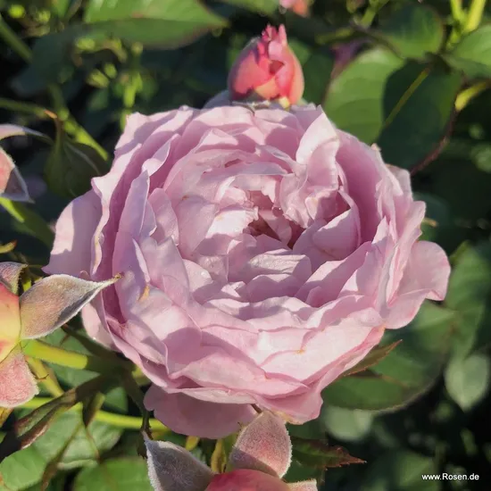 Růže Herzogin Dorothea