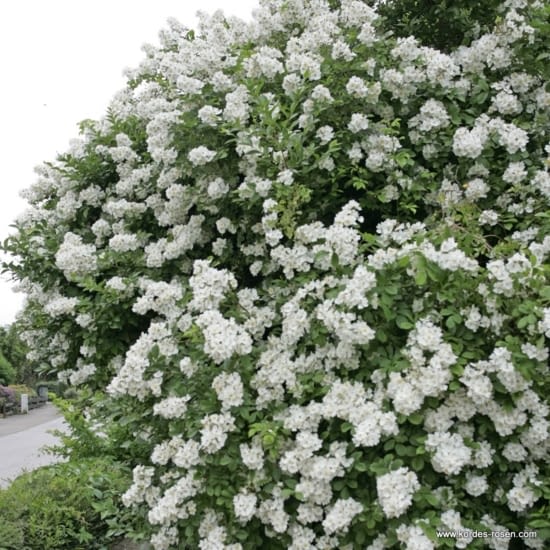 Růže Multiflora