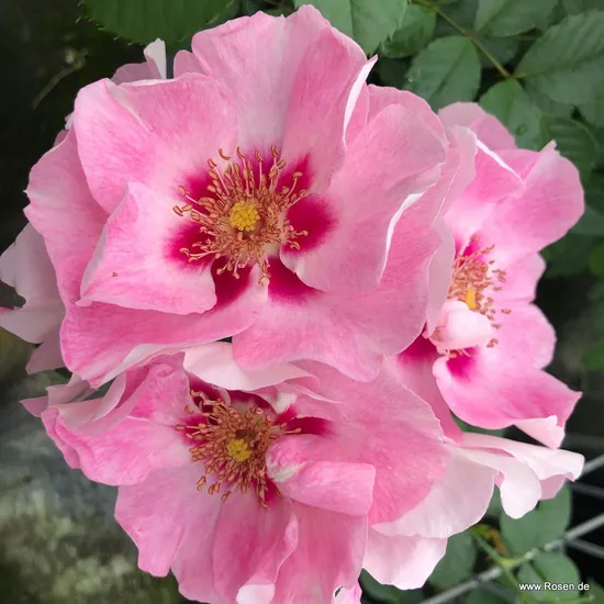 Růže SEE YOU in rosé