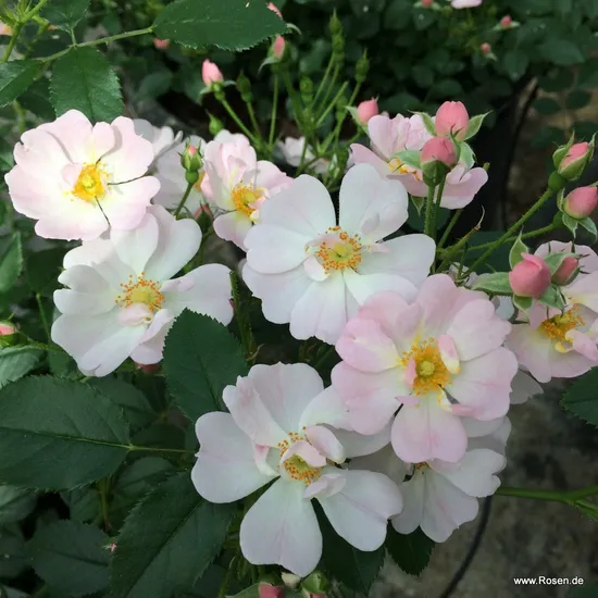 Růže Sternenhimmel