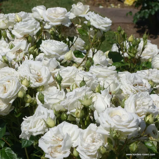 Růže Madame Anisette