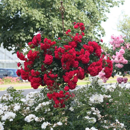 Růže Gärtnerfreude