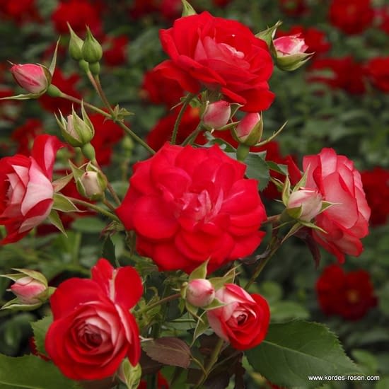 Růže Rosige Landdrostei