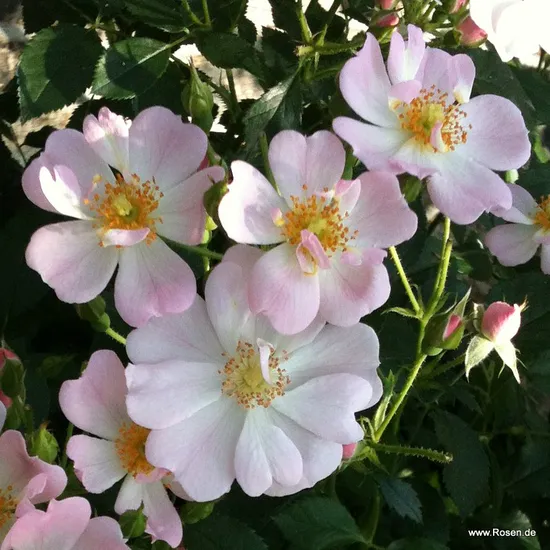 Růže Sternenhimmel