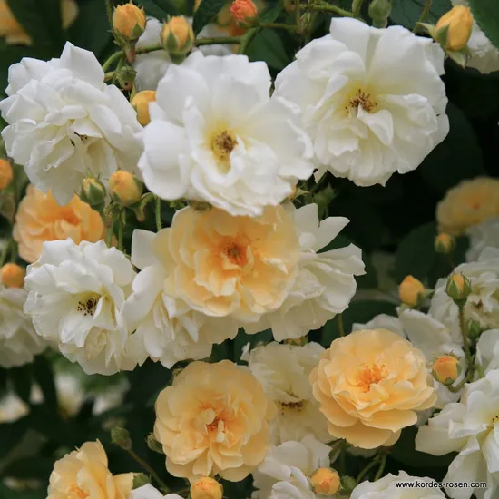 Růže Ghislaine de Féligonde