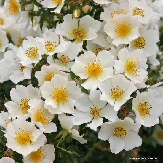 Růže Sonnenröschen