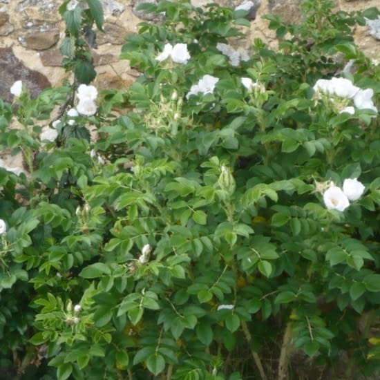 Růže Rugosa Alba
