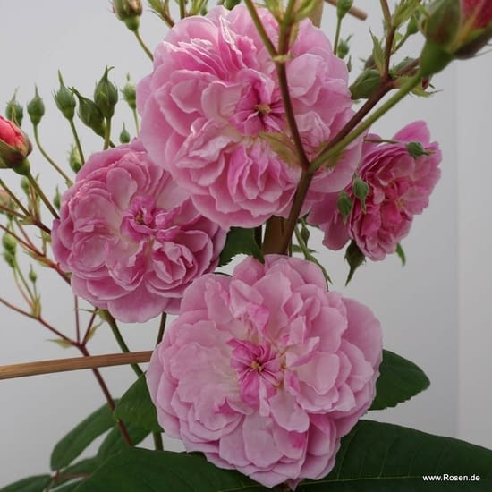 Růže Romantic Siluetta