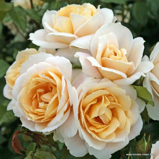 Růže Lions Rose