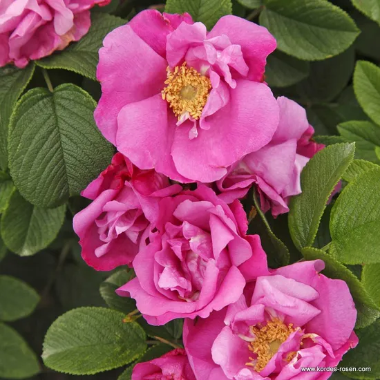 Růže Pink Roadrunner