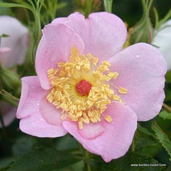 Růže Carolina (Virginiana)
