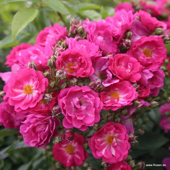 Růže Perfumy Siluetta