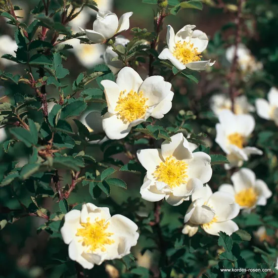 Růže Pimpinellifolia