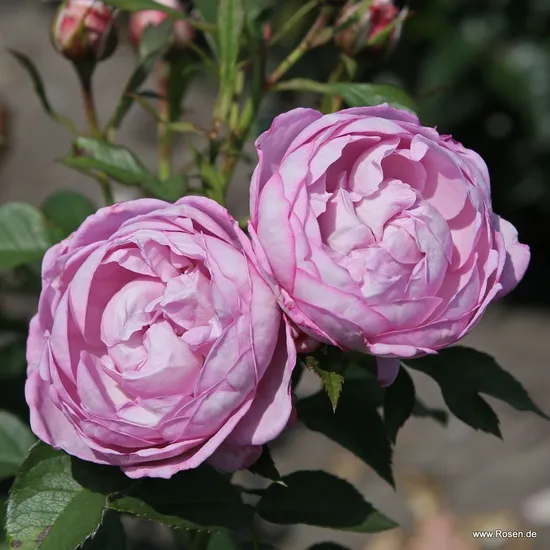 Růže Herzogin Dorothea