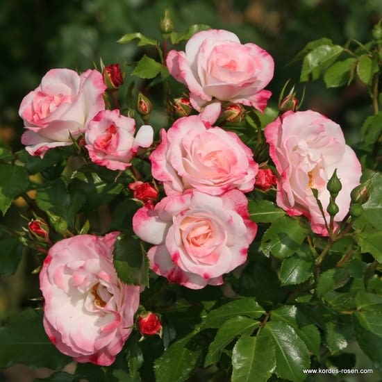 Růže Rosenstadt Freising