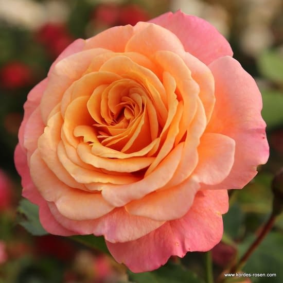 Růže Peach Melba