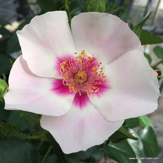 Růže SEE YOU in red