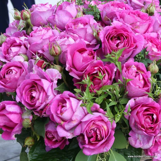 Růže Carmen Würth