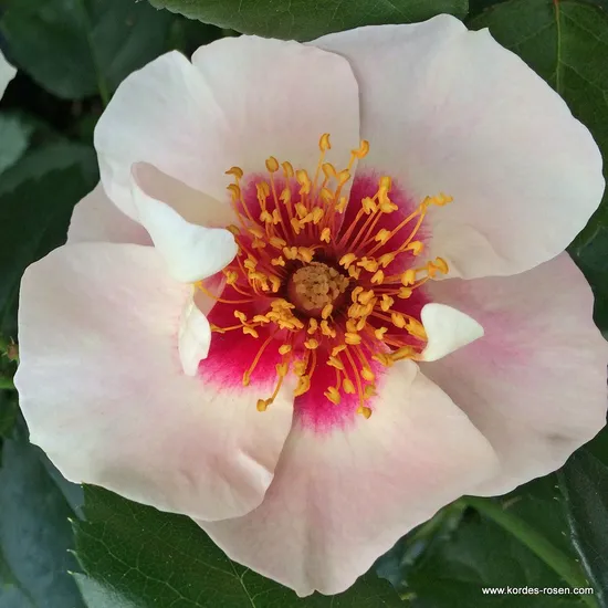 Růže SEE YOU in red