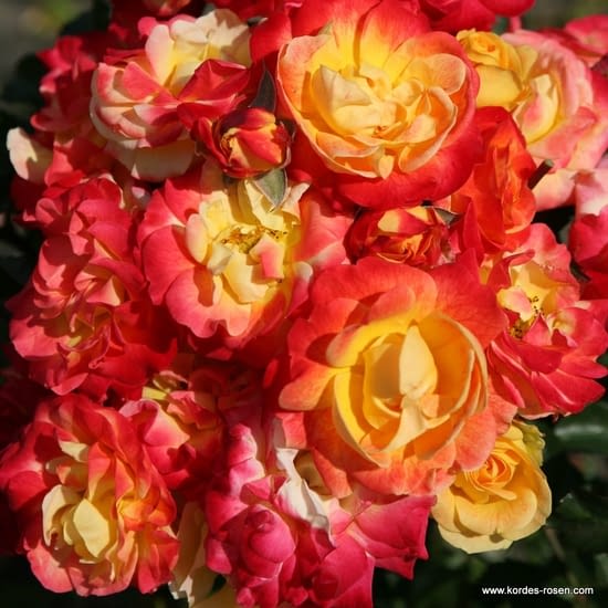 Růže Firebird