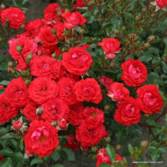 Růže Zwergenfee 09