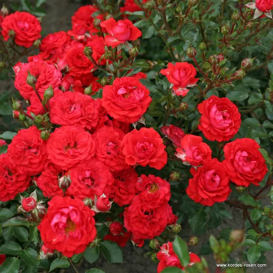 Růže Zwergenfee 09