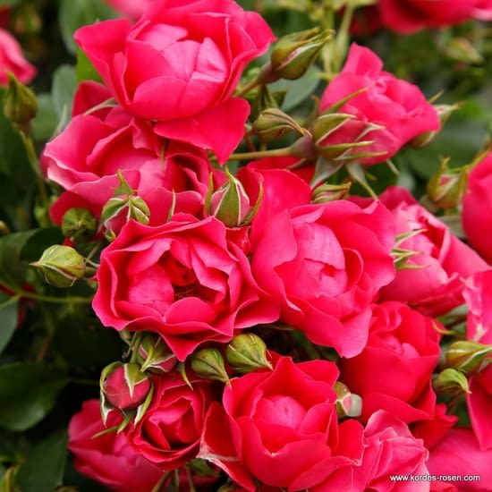 Růže Pink Forest Rose