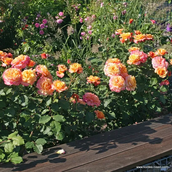 Růže La Villa Cotta