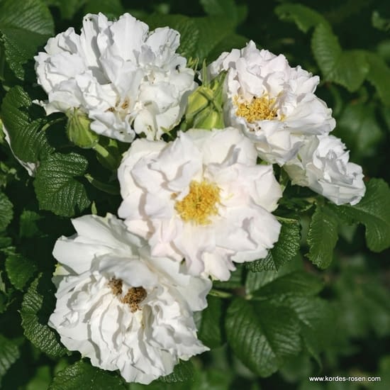 Růže White Roadrunner