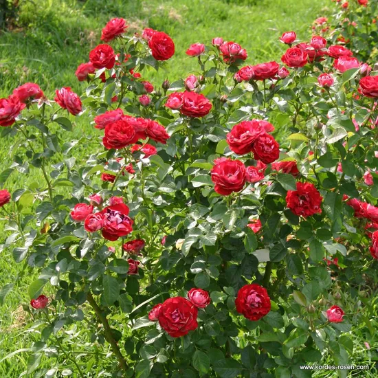 Růže Rose der Einheit