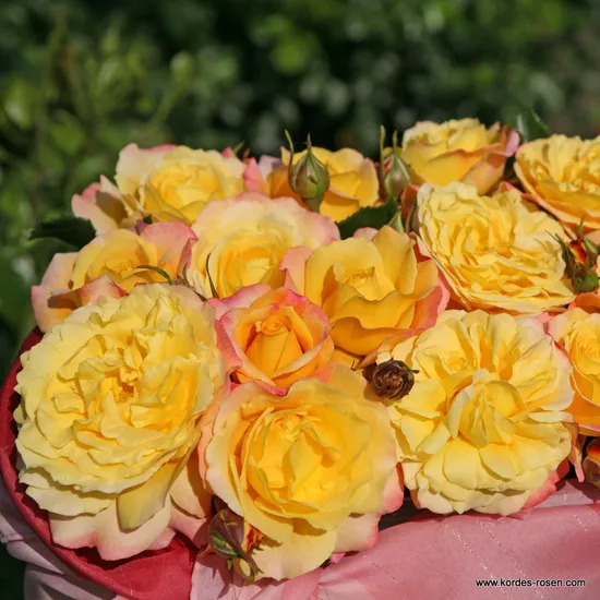 Růže Rose der Hoffnung