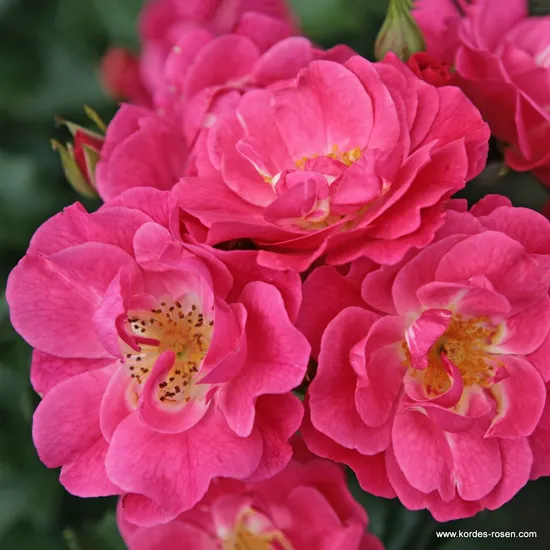 Růže Blühwunder 08