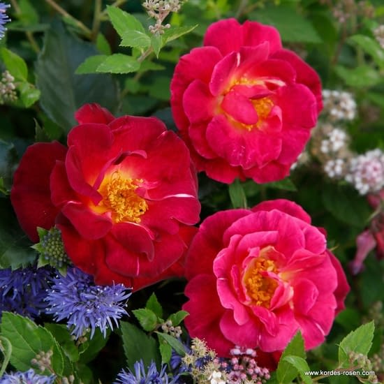 Růže Ile de Fleurs