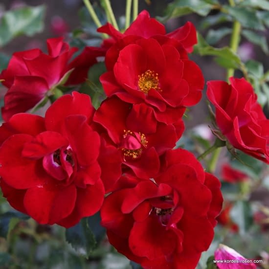 Růže Marondo
