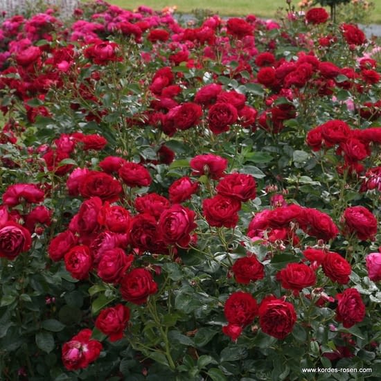 Růže Bordeaux