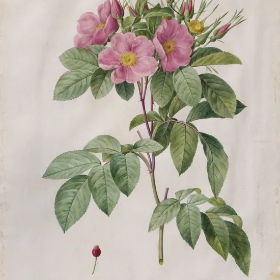 Růže Carolina (Virginiana)