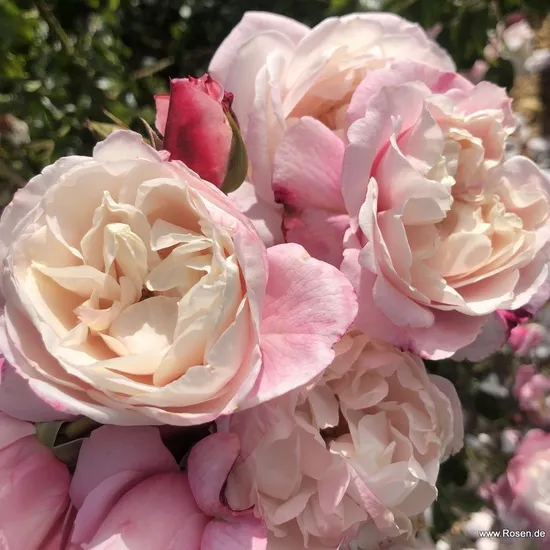 Růže Zelmani's Dream