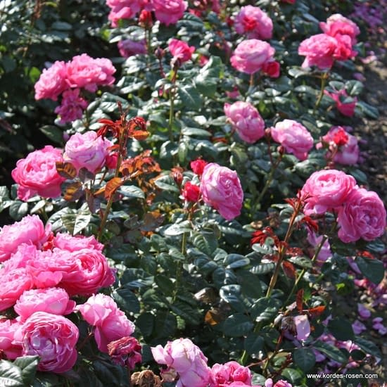 Růže Flora Olomouc