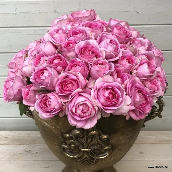 Růže Königin Marie