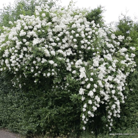 Růže Multiflora
