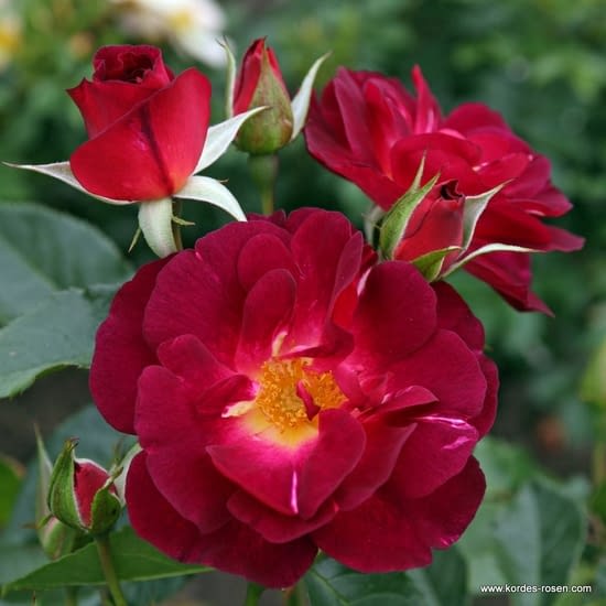 Růže Ile de Fleurs