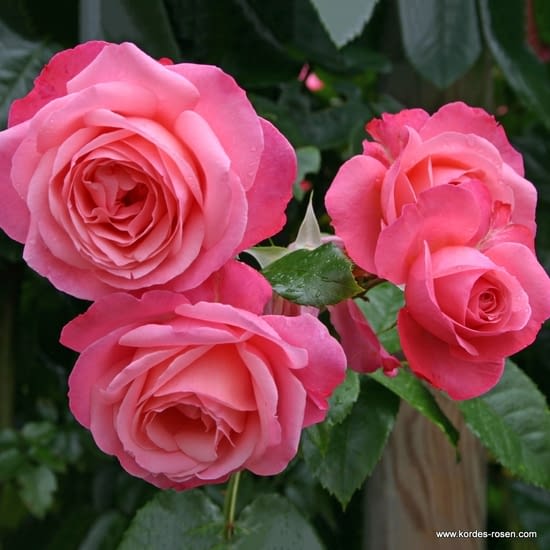 Růže Rosanna