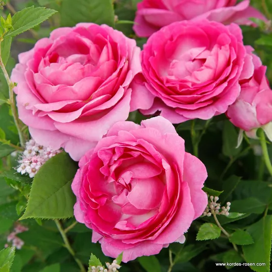 Růže Fräulein Maria