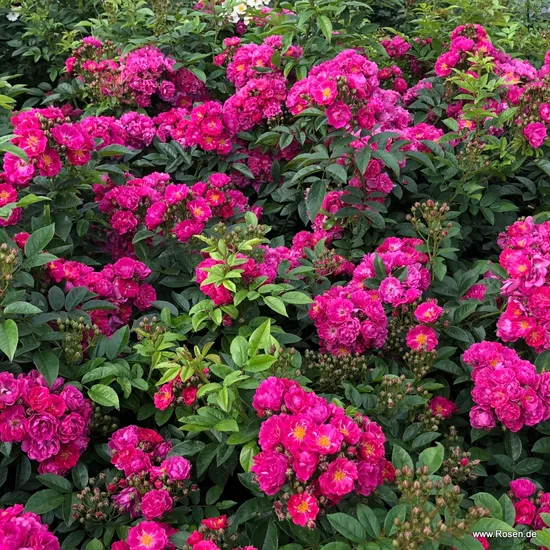 Růže Perfumy Siluetta