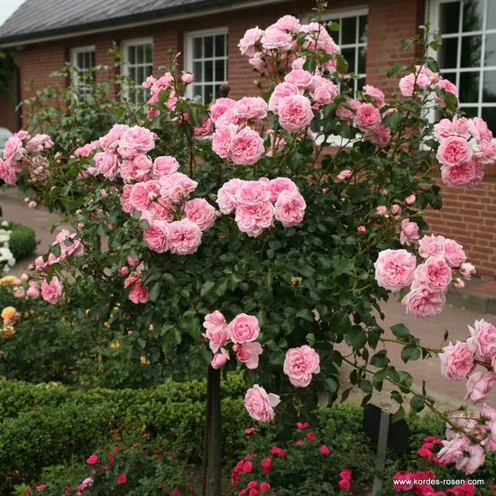 Růže Home and Garden