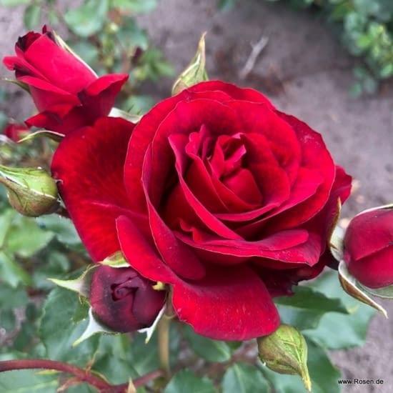 Růže Royal Red