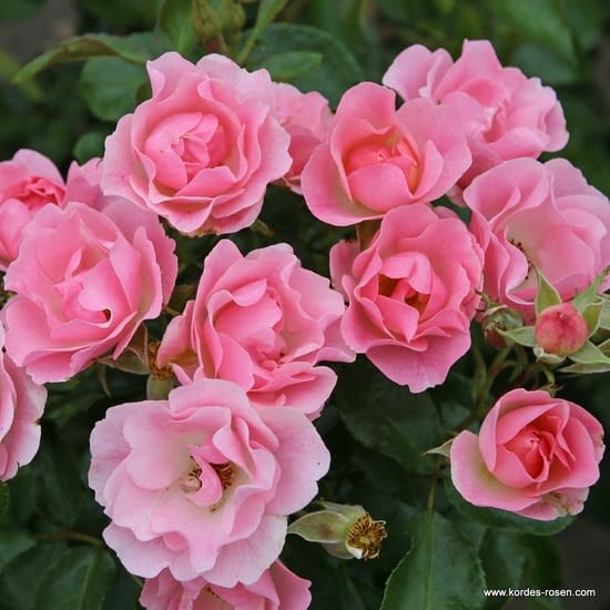 Růže Roselina